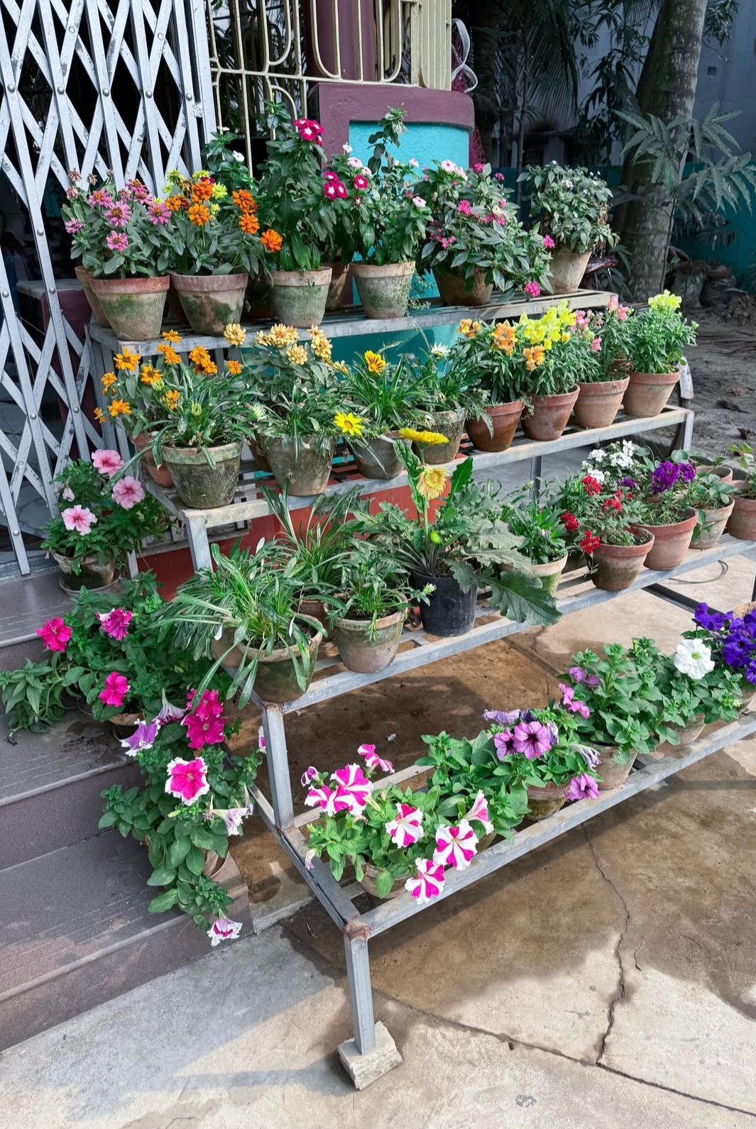 Colorful flower garden grown with Bhoojeevan vermicompost