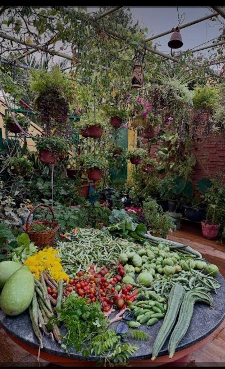 Terrace garden with fresh harvest using Bhoojeevan