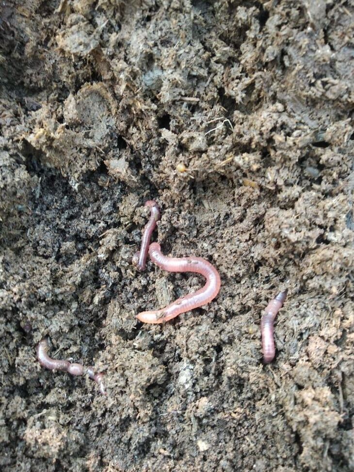 Red Earthworms