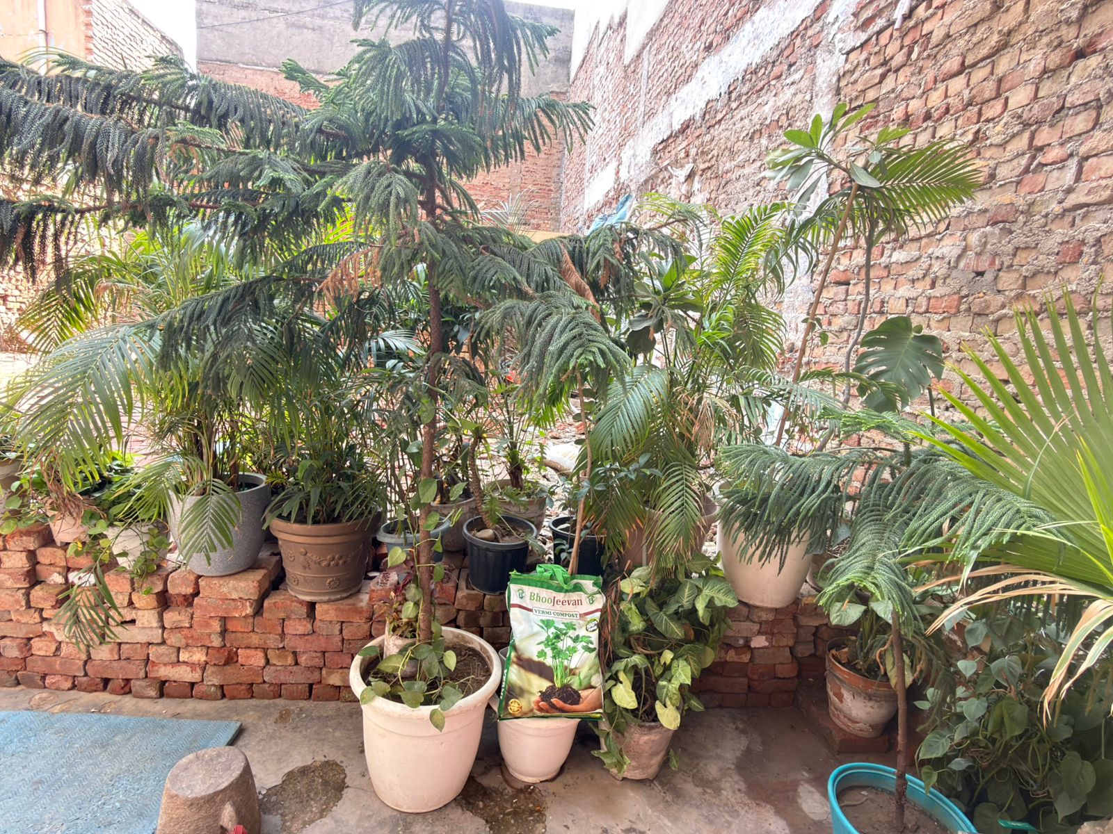 Lush garden grown with Bhoojeevan vermicompost