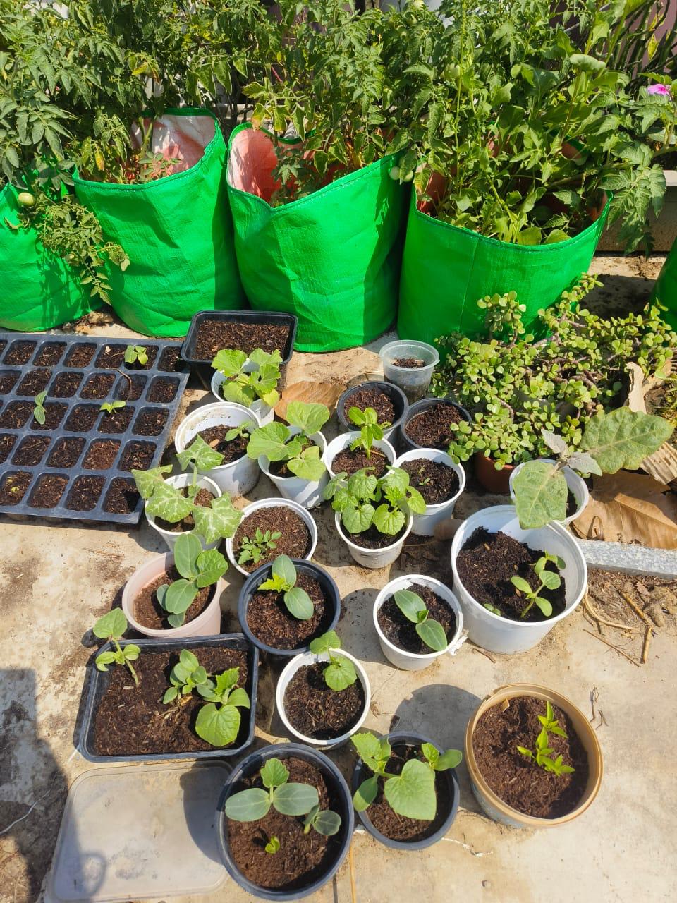 Seedlings grown with Bhoojeevan