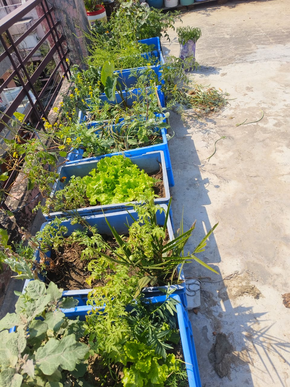 Vegetable garden with Bhoojeevan